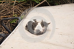 A cat sleeps on a mattress outside in Tbilisi, Georgia