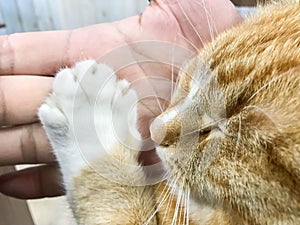 cat sleepy face put paw on owner hand