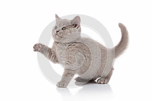 Cat. Small british kitten on white background