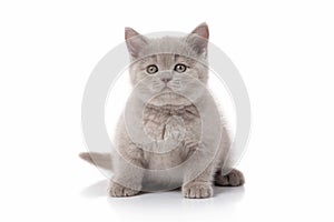 Cat. Small british kitten on white background