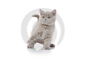 Cat. Small british kitten on white background