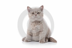 Cat. Small british kitten on white background