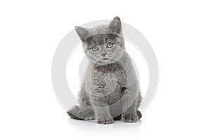 Cat. Small british kitten on white background