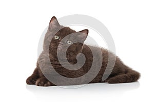 Cat. Small british kitten on white background