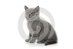 Cat. Small british kitten on white background