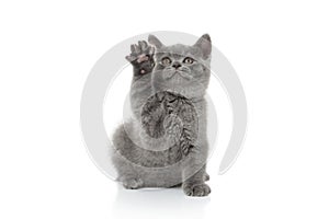 Cat. Small british kitten on white background