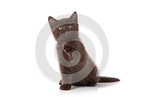 Cat. Small british kitten on white background