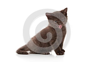 Cat. Small british kitten on white background