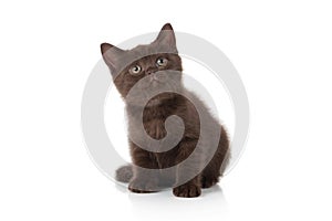 Cat. Small british kitten on white background