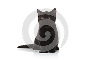 Cat. Small british kitten on white background