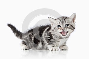 Cat. Small silver british kitten on white background