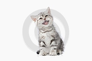 Cat. Small silver british kitten on white background