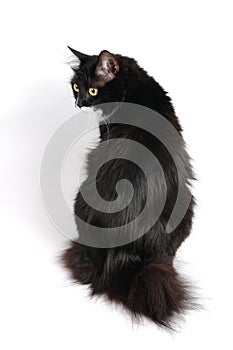 Cat with small tail