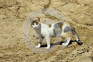 The cat in the small village close Sana& x27;a, Yemen