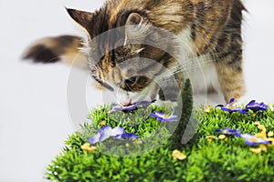 Cat smelling artificial flower