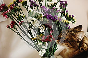 Cat smelling colorful amazing wildflowers in vase on background