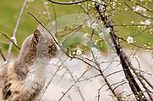 The cat is smelling the spring flowers