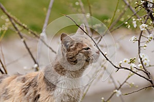 The cat is smelling the spring flowers