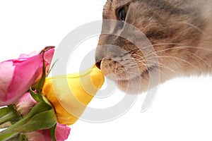 Cat smells fragrance of roses