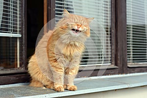 Cat smiles on the balcony