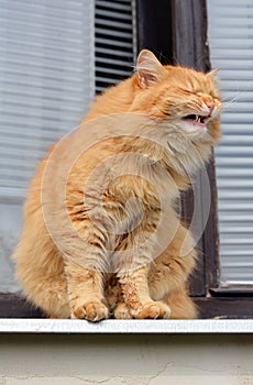 Cat smiles on the balcony