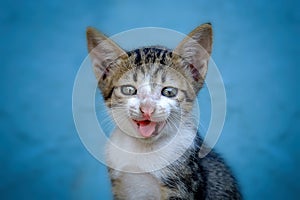 Cat With Smiling Face and Cute Expresion