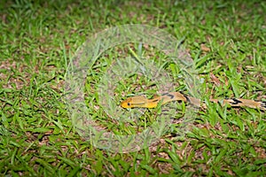 Cat snake in grass