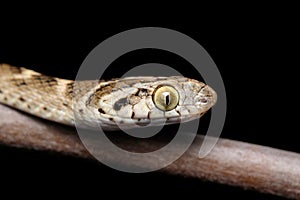 Cat snake Head, Verticle pupil, Boiga trigonata,
