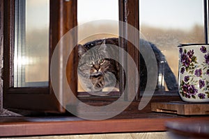 the cat sneaks into the open window photo