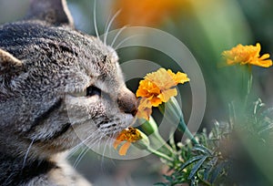 A cat sniffing a flower, tabby cat and marigold, Tagetes patula