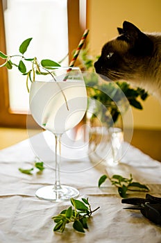 Cat sniffing lemonade in glass