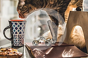 Cat sniffing mug of coffee on a table.