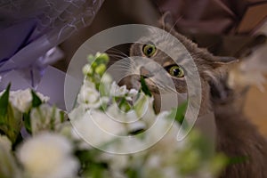 Cat sniffs a bouquet of fresh spring flowers with ranunculus at home. Cosy and tender postcard.