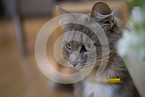 Cat sniffs a bouquet of fresh spring flowers with ranunculus at home. Cosy and tender postcard.