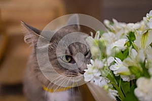 Cat sniffs a bouquet of fresh spring flowers with ranunculus at home. Cosy and tender postcard.