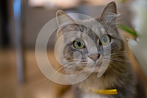 Cat sniffs a bouquet of fresh spring flowers with ranunculus at home. Cosy and tender postcard.