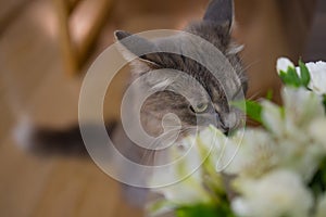 Cat sniffs a bouquet of fresh spring flowers with ranunculus at home. Cosy and tender postcard.