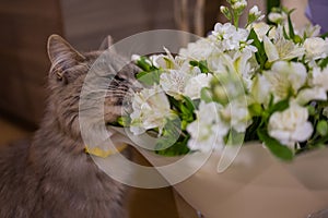 Cat sniffs a bouquet of fresh spring flowers with ranunculus at home. Cosy and tender postcard.