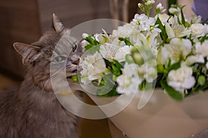 Cat sniffs a bouquet of fresh spring flowers with ranunculus at home. Cosy and tender postcard.