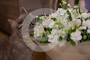 Cat sniffs a bouquet of fresh spring flowers with ranunculus at home. Cosy and tender postcard.