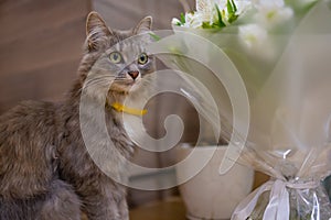 Cat sniffs a bouquet of fresh spring flowers with ranunculus at home. Cosy and tender postcard.