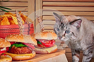 Cat sniffs burgers standing on wooden board in cafe. Cat climbed onto table and sniffed hamburgers with meat.