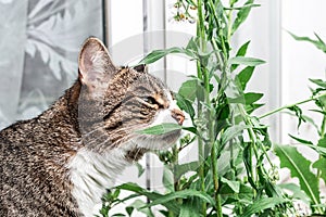 The cat sniffs leaves and flowers