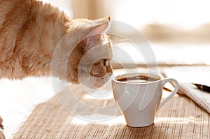 Cat sniffs mug of coffee