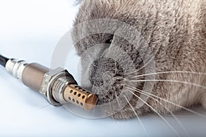 Cat sniffs the Oxygen sensor for gasoline and diesel engines.