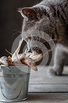 A cat sniffs raw fish