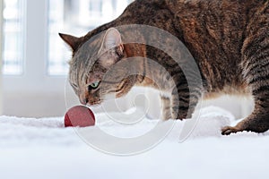 The cat sniffs red Christmas tree ball, close-up