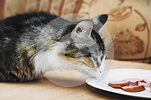 The cat sniffs the sausage lying on the plate