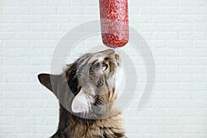 The cat sniffs smoked sausage. Background white brick wall