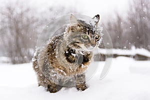 Cat in the snow